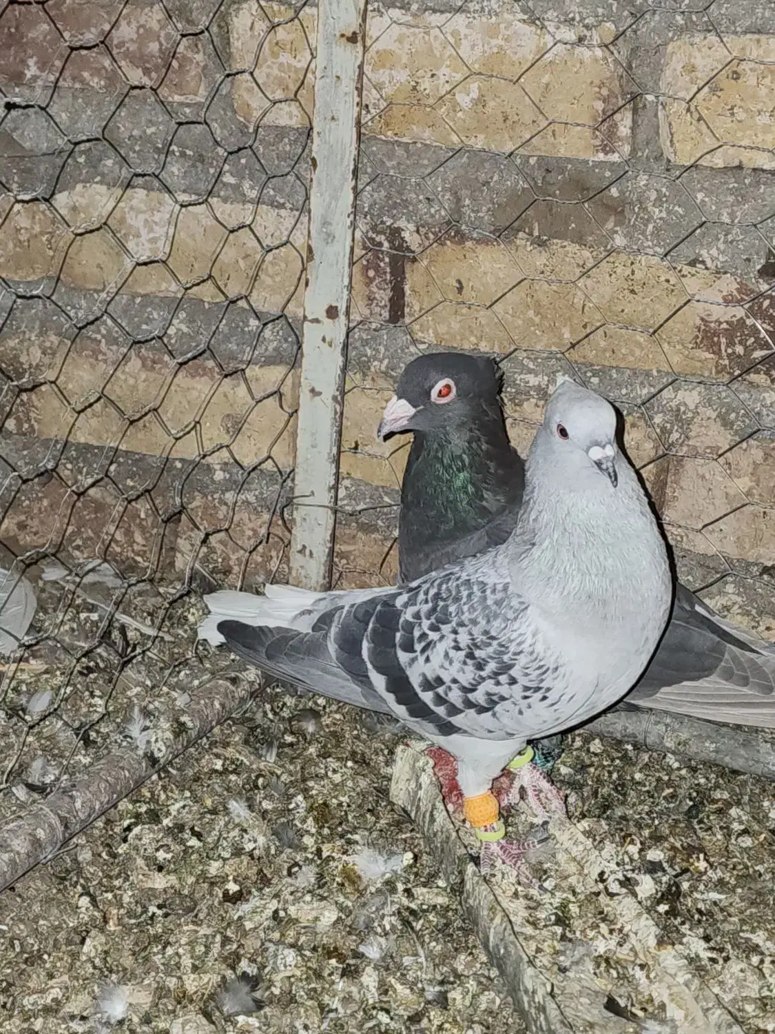 شامی دمسفید آس|پرنده|مه ولات, |دیوار