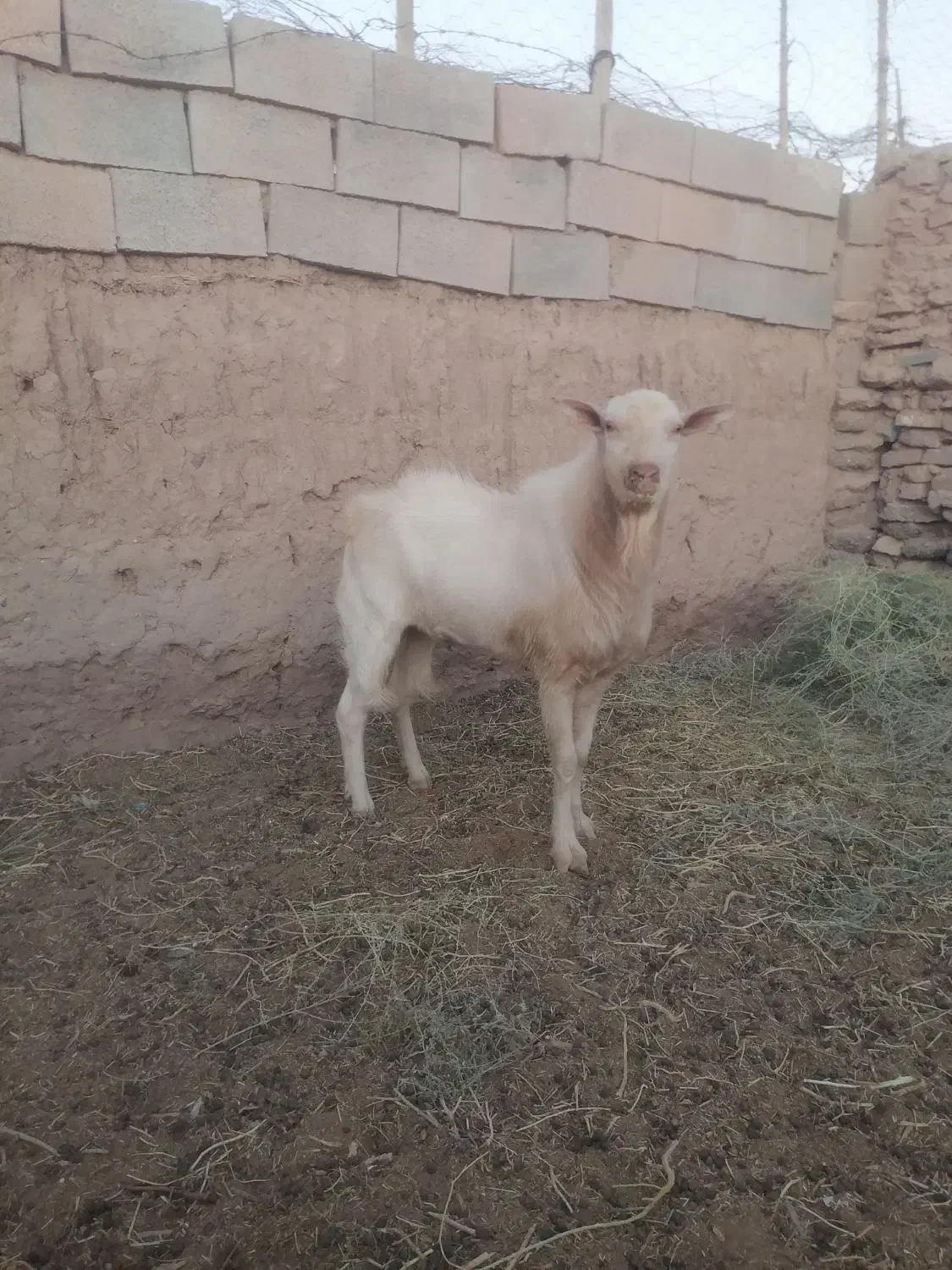 تکه کل سانن|حیوانات مزرعه|فردوس (خراسان), |دیوار