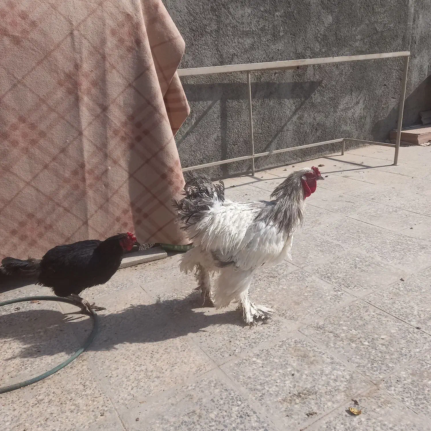 تخم نطفه دار نژاد برهما لایت|حیوانات مزرعه|نجفآباد, جوزدان|دیوار