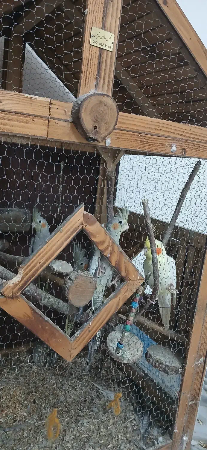 چهار عدد عروس هلندی|پرنده|ماکلوان, |دیوار