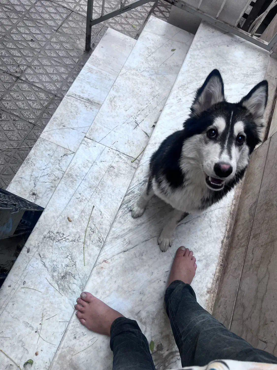 توله هاسکی و گرگ|سگ|تهران, والفجر (افسریه)|دیوار