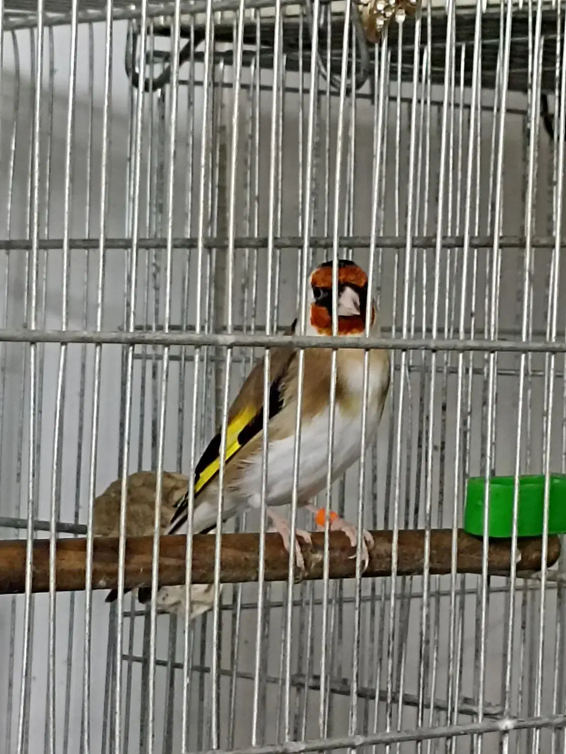 سهره|پرنده|کرج, بنیاد|دیوار