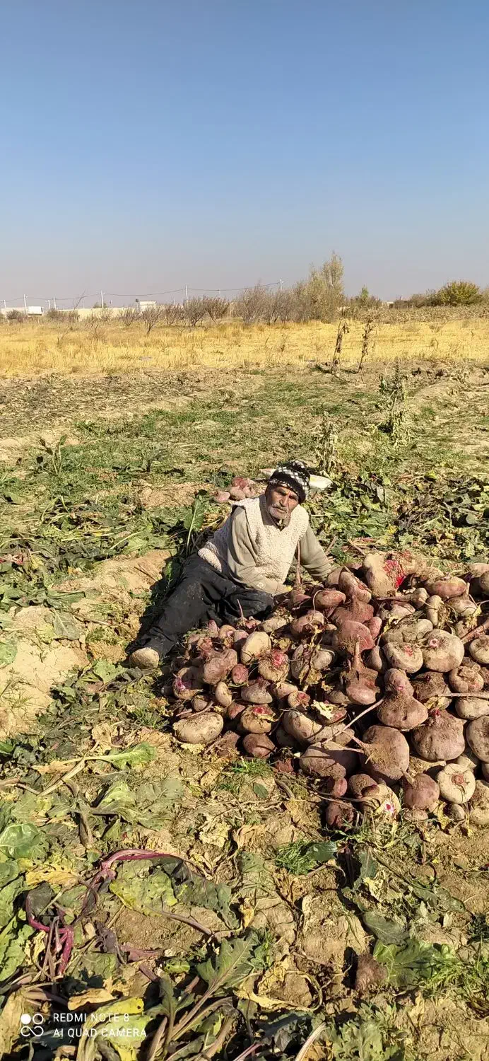 چغندر لبو|عمدهفروشی|دشتابی, |دیوار