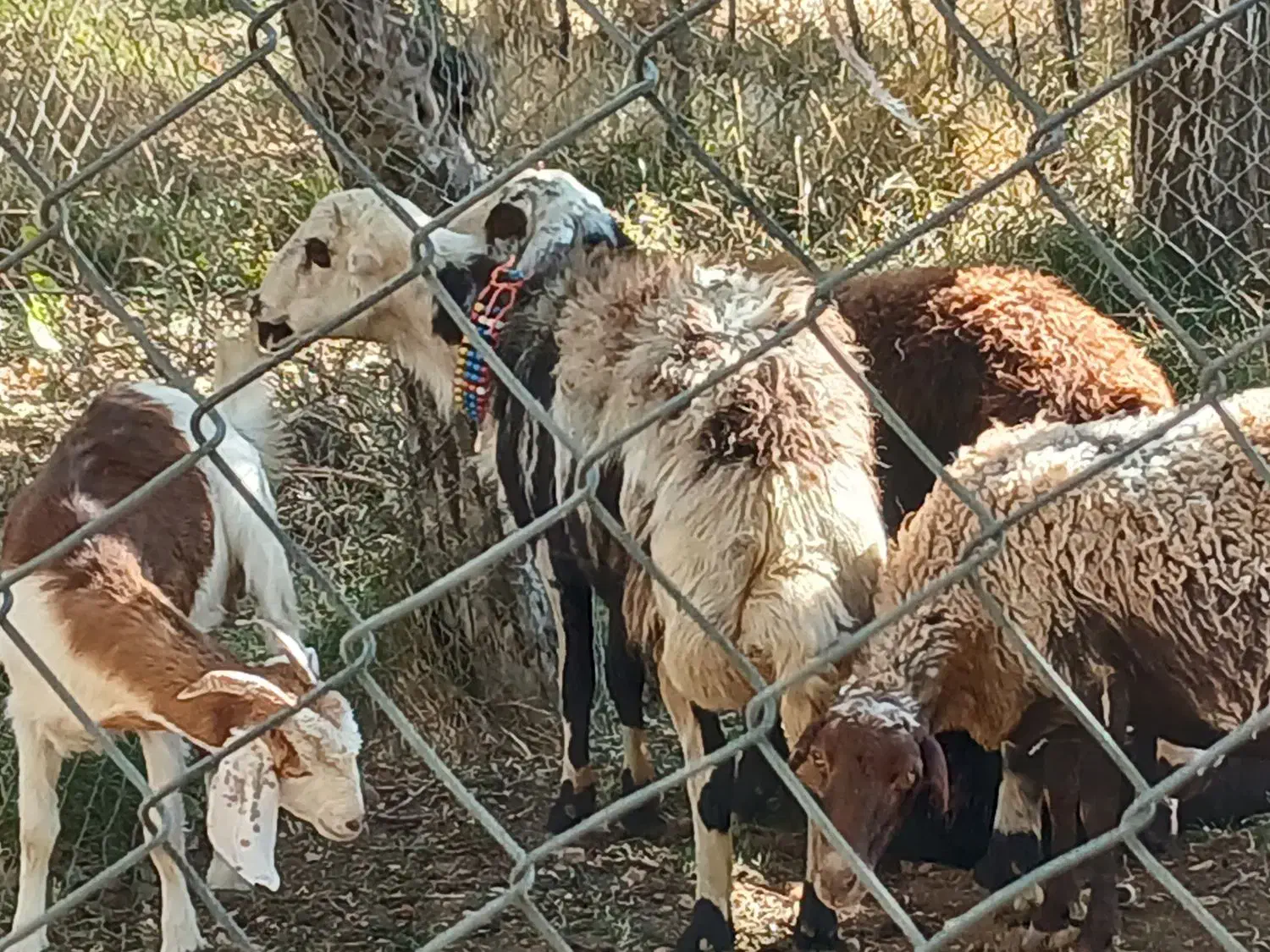 بره ماده پلنگی و یک راس شیشک قوچوشیشک ابستن|حیوانات مزرعه|شازند, |دیوار