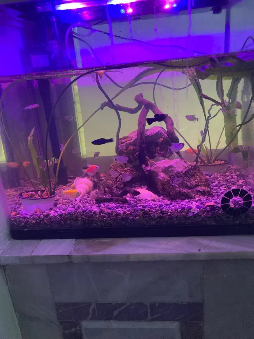 آکواریوم با تمامی وسایل|ماهی|شاهین‌شهر, گزبرخوار|دیوار