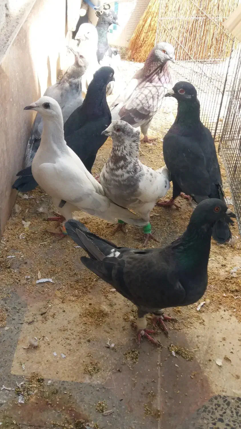 کفتر|پرنده|بختگان, |دیوار