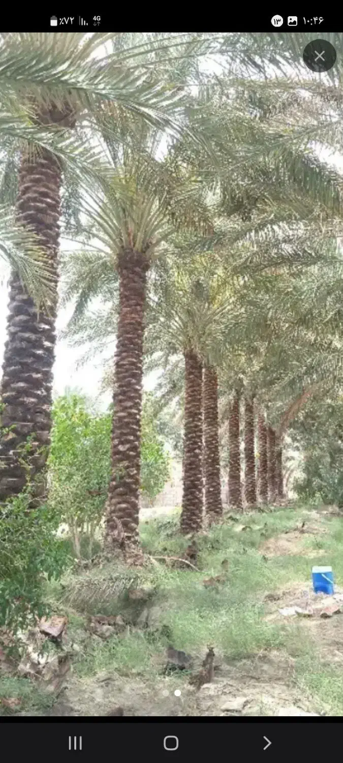 هرس نخل|خدمات باغبانی و درختکاری|عنبرآباد, |دیوار