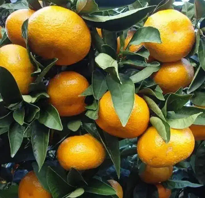 خریداری مرکبات|خدمات باغبانی و درختکاری|کلاچای, |دیوار