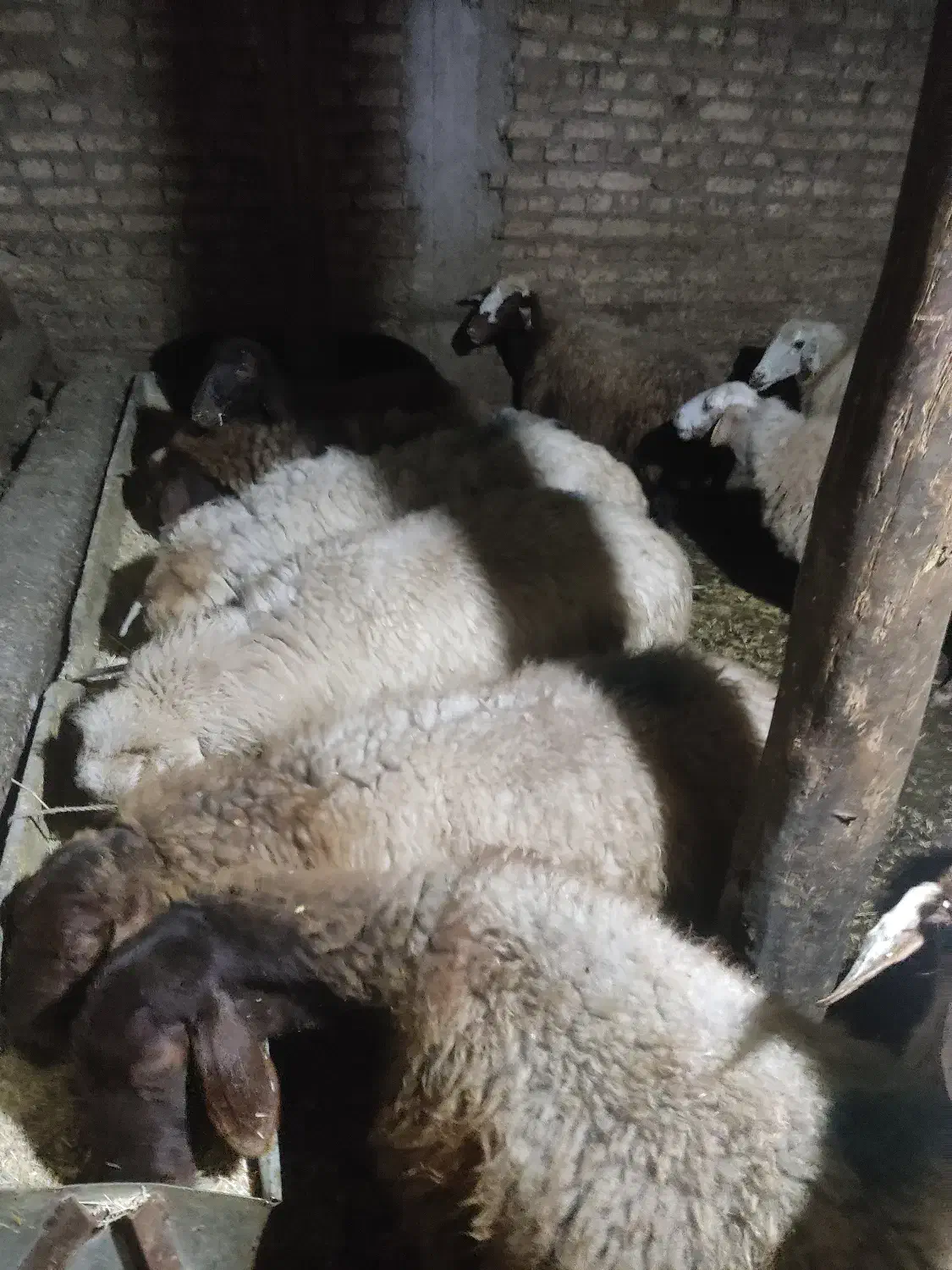 کوسفند کوشتی|حیوانات مزرعه|ویلکیج, |دیوار