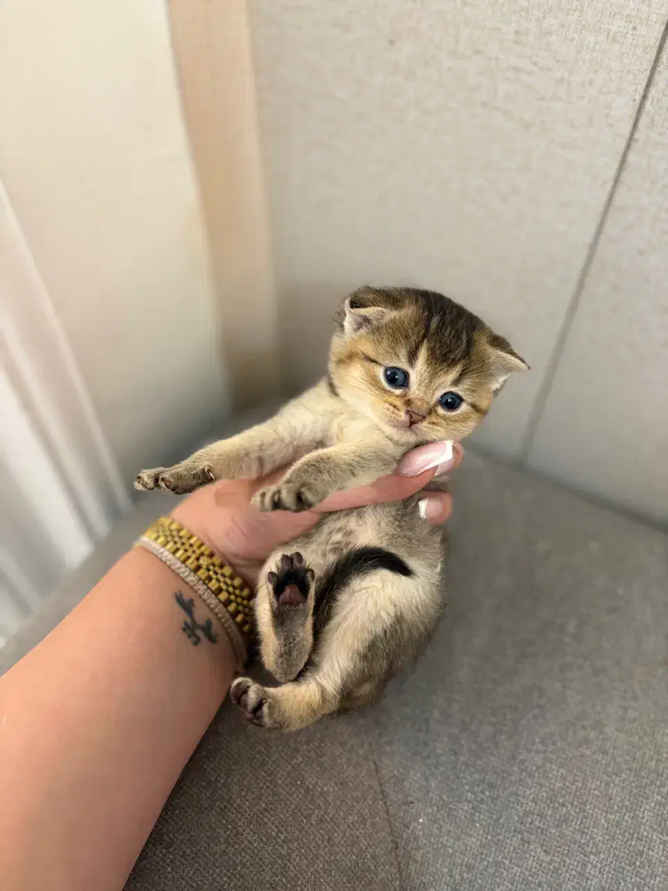 بریتیش سیلور و گلد|گربه|لاهیجان, شیشه گران|دیوار