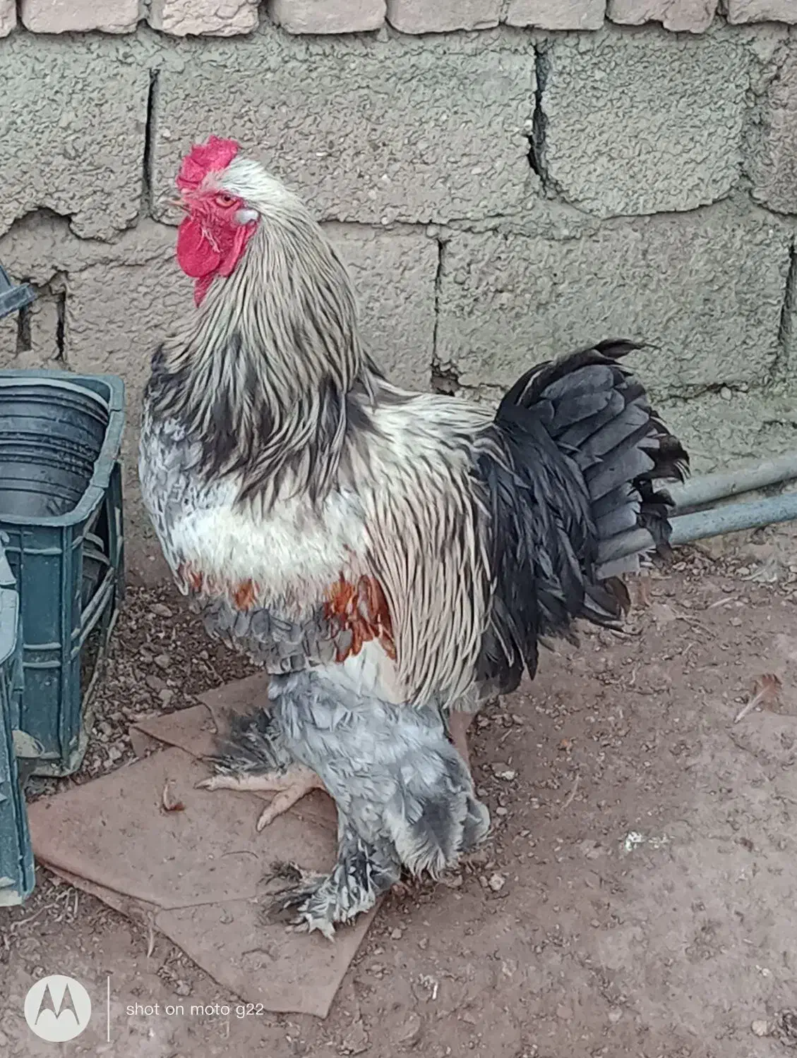 خروس امپراتور/برهما|حیوانات مزرعه|قائم‌شهر, |دیوار