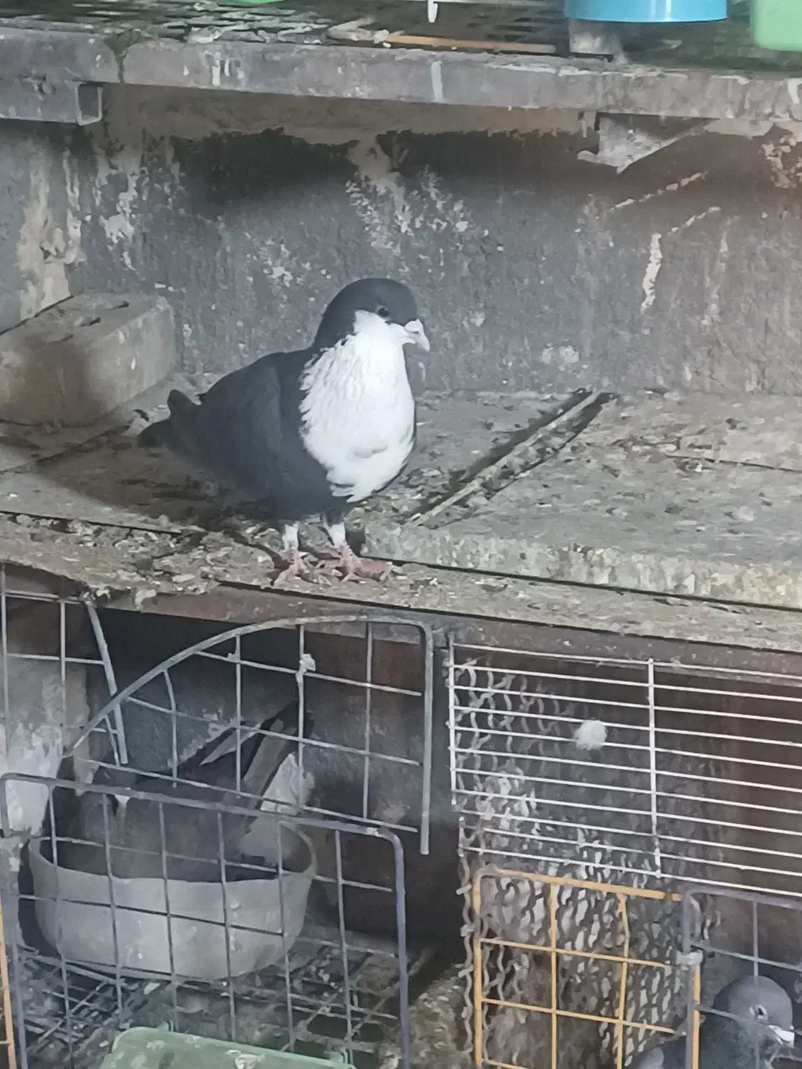 کبوتر|پرنده|مشهد, کلاته برفی|دیوار