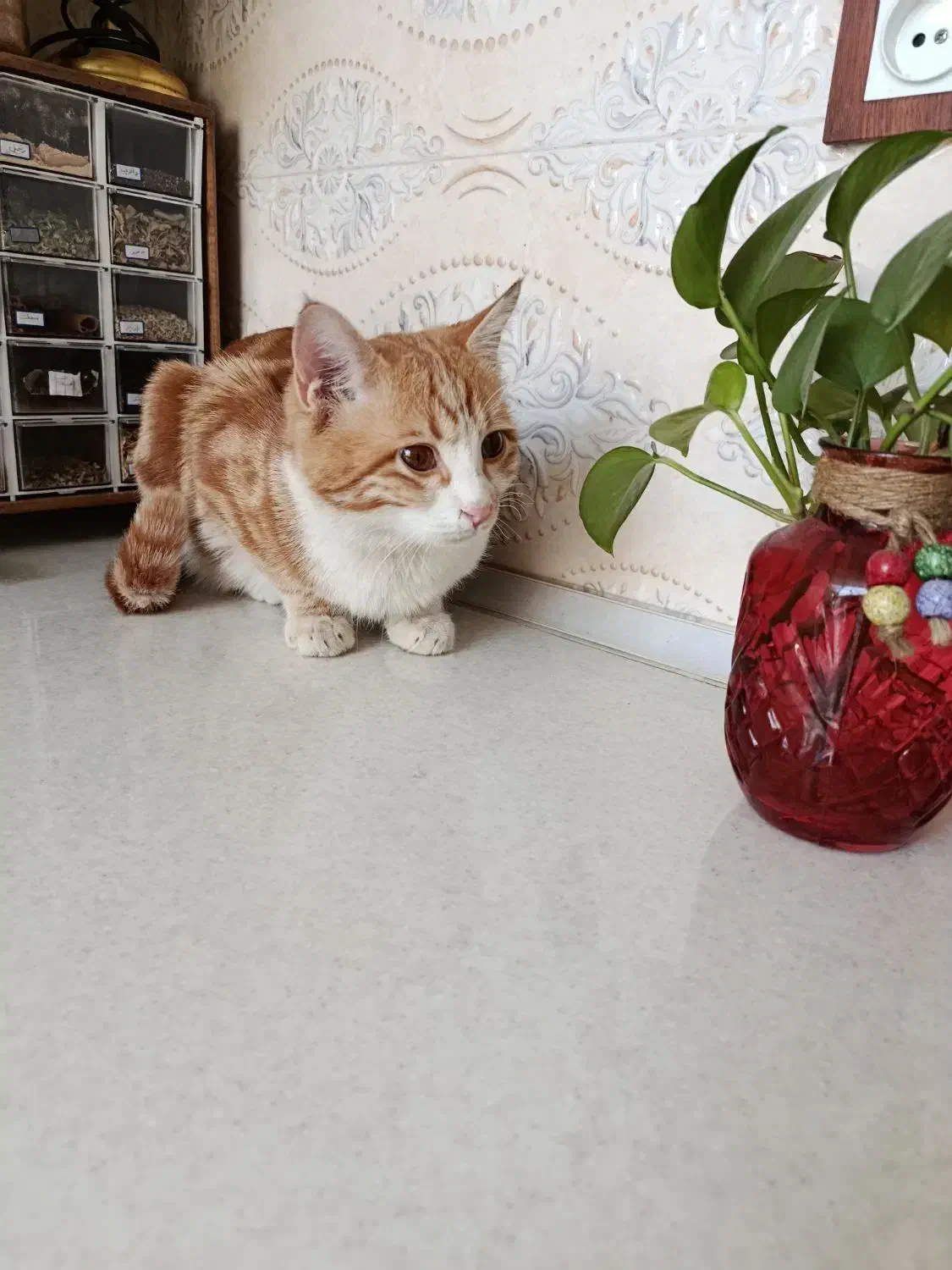 واگذاری پنجه|گربه|یزد, |دیوار