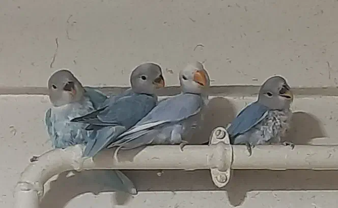 طوطی برزیلی|پرنده|سقز, |دیوار