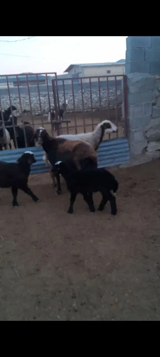 گوسفند|حیوانات مزرعه|گنبد کاووس, |دیوار