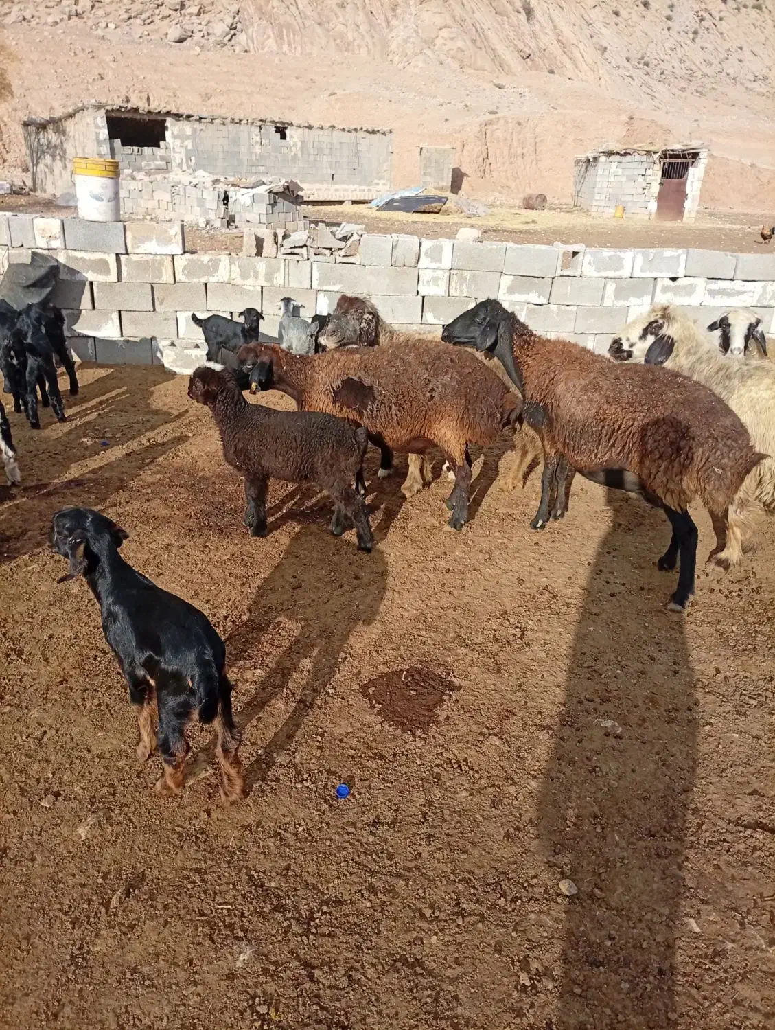 میش بره دار|حیوانات مزرعه|درودزن, |دیوار