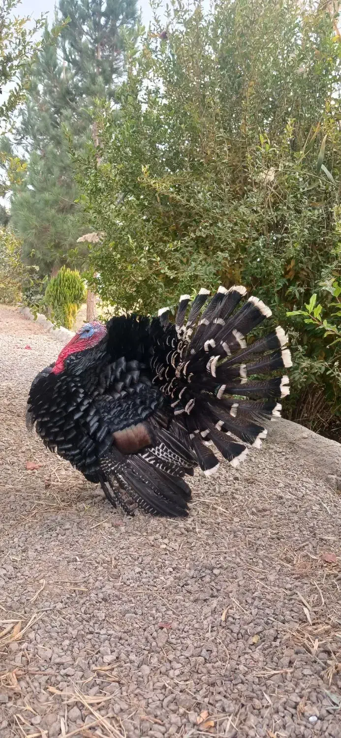 بوقلمون نر و ماده|حیوانات مزرعه|اصفهان, همدانیان|دیوار