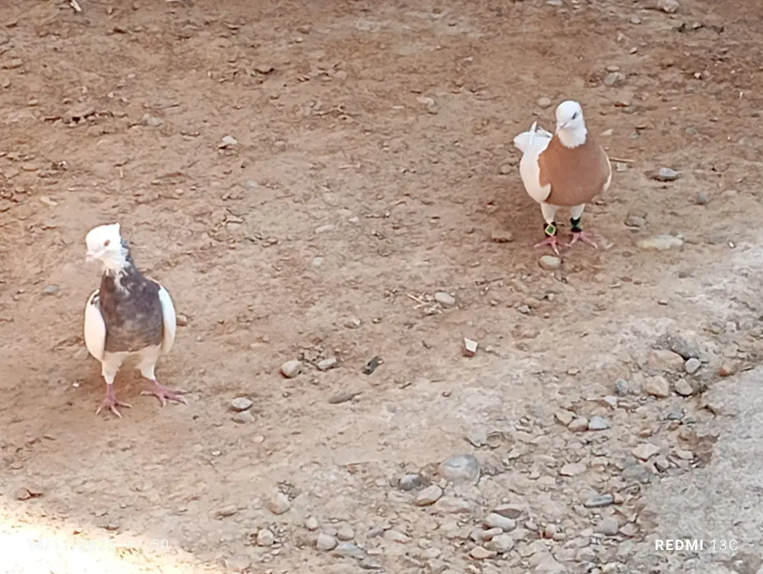 طوقی|پرنده|بهبهان, |دیوار