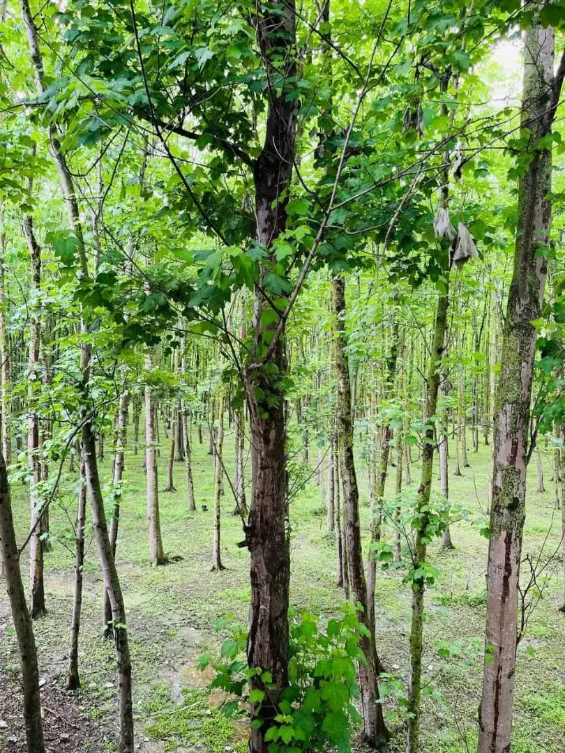 ویلا پلاک یک جنگل اقساط بلند مدت.|فروش خانه و ویلا|تهران, فدک|دیوار