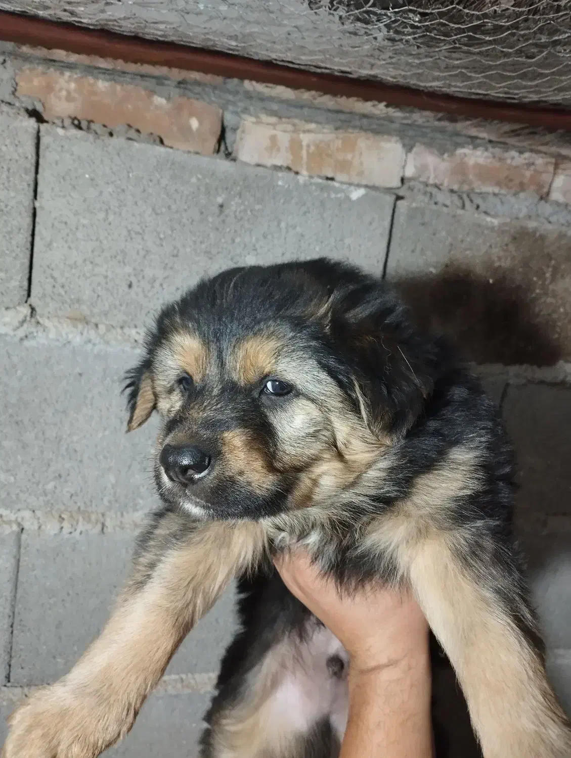 ژرمن ورک|سگ|شریفآباد, |دیوار