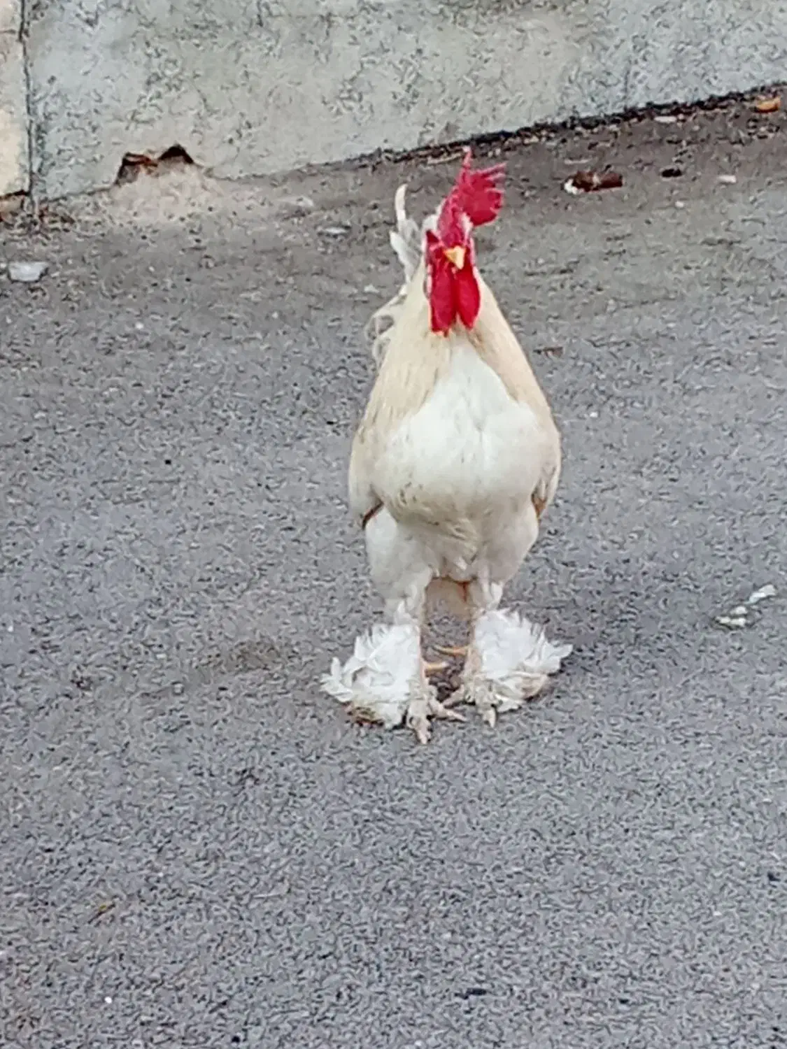 خروس 9ماهه ویک سال دوماه|حیوانات مزرعه|دوگنبدان, |دیوار