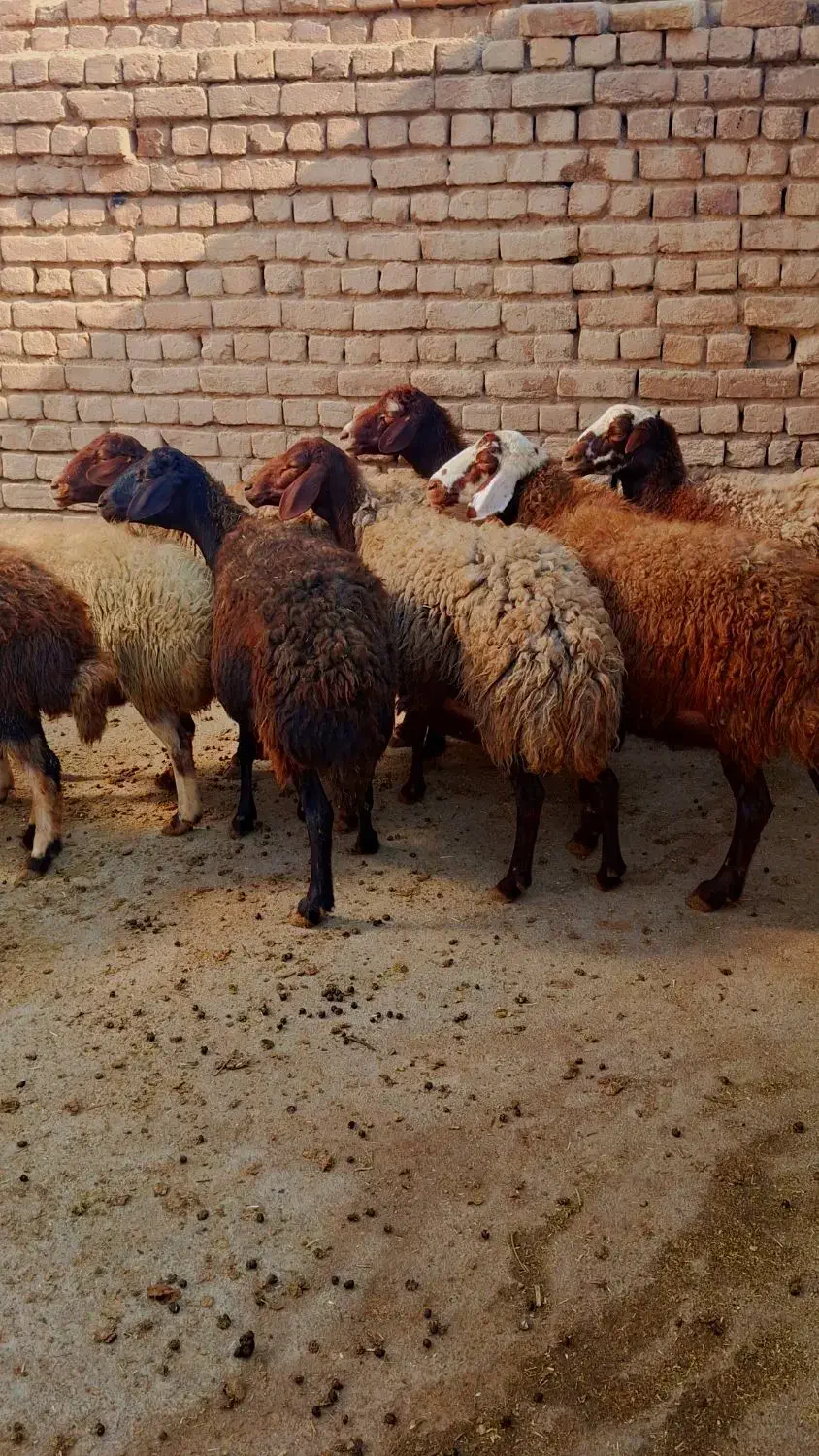 میش ابستن|حیوانات مزرعه|شازند, |دیوار