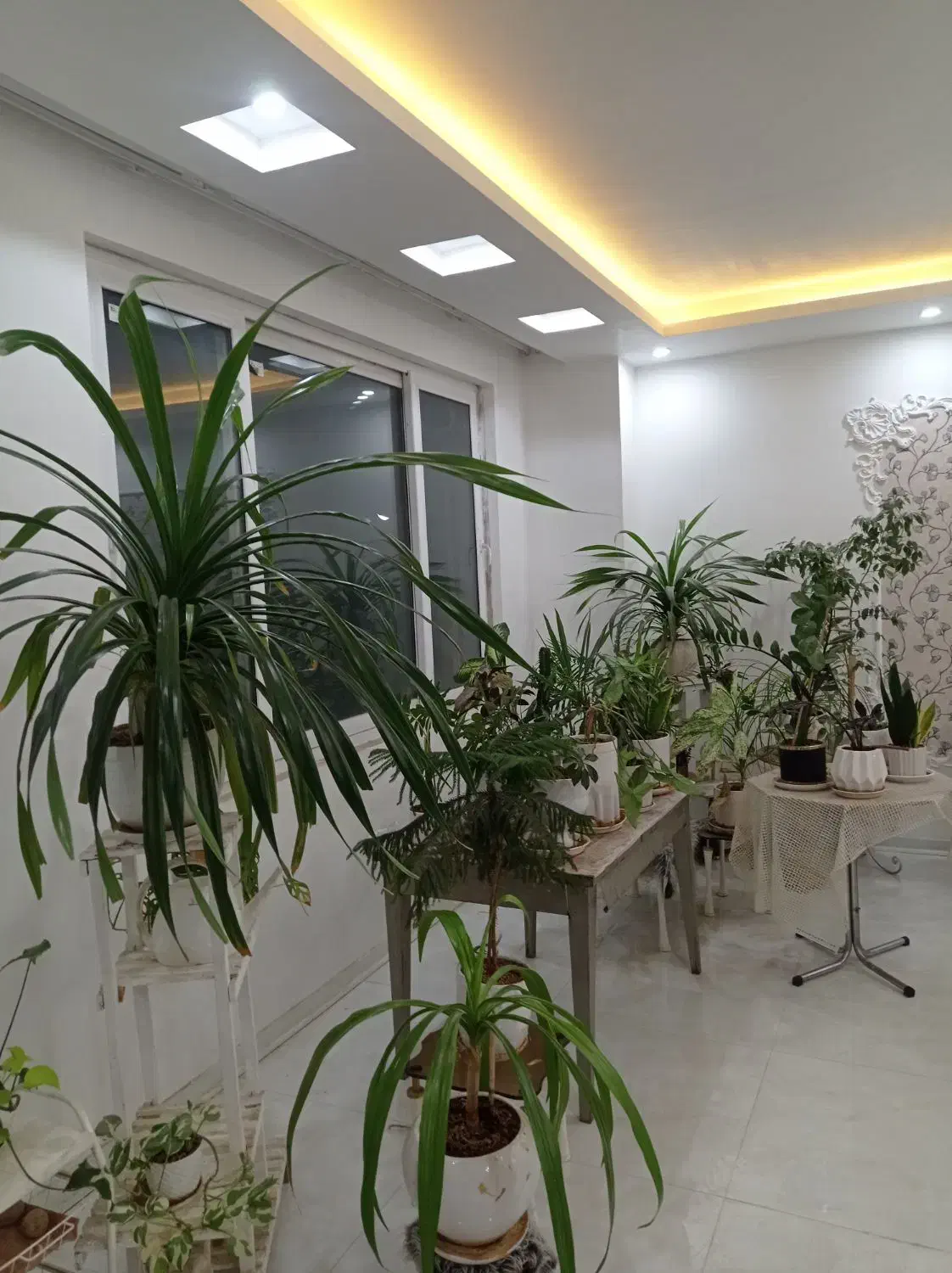 انواع گل|گل و گیاه طبیعی|نیشابور, شهرک ولیعصر|دیوار