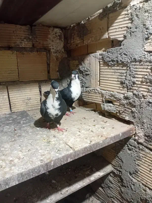 طوقی .ریش .ساده سیاه|پرنده|بیرجند, |دیوار