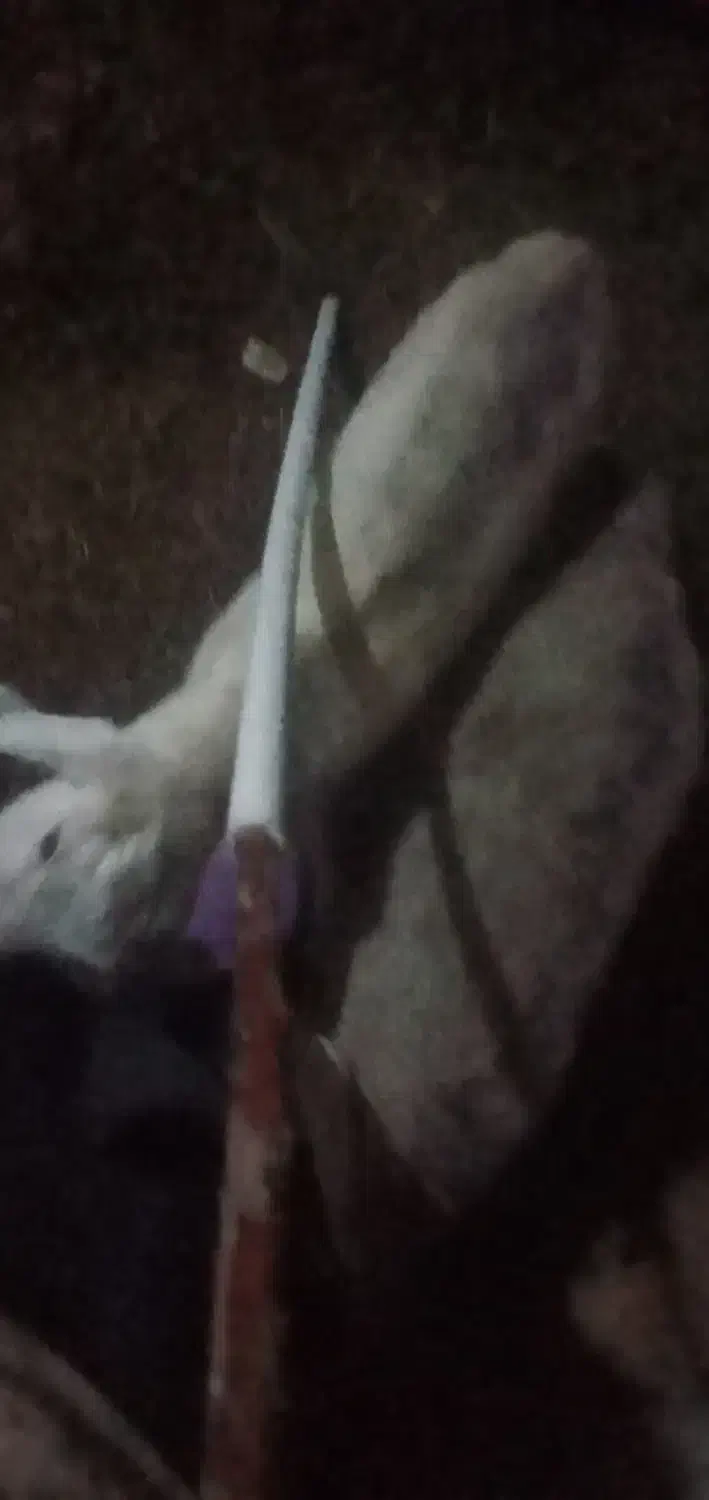 بزز|حیوانات مزرعه|بناب, |دیوار