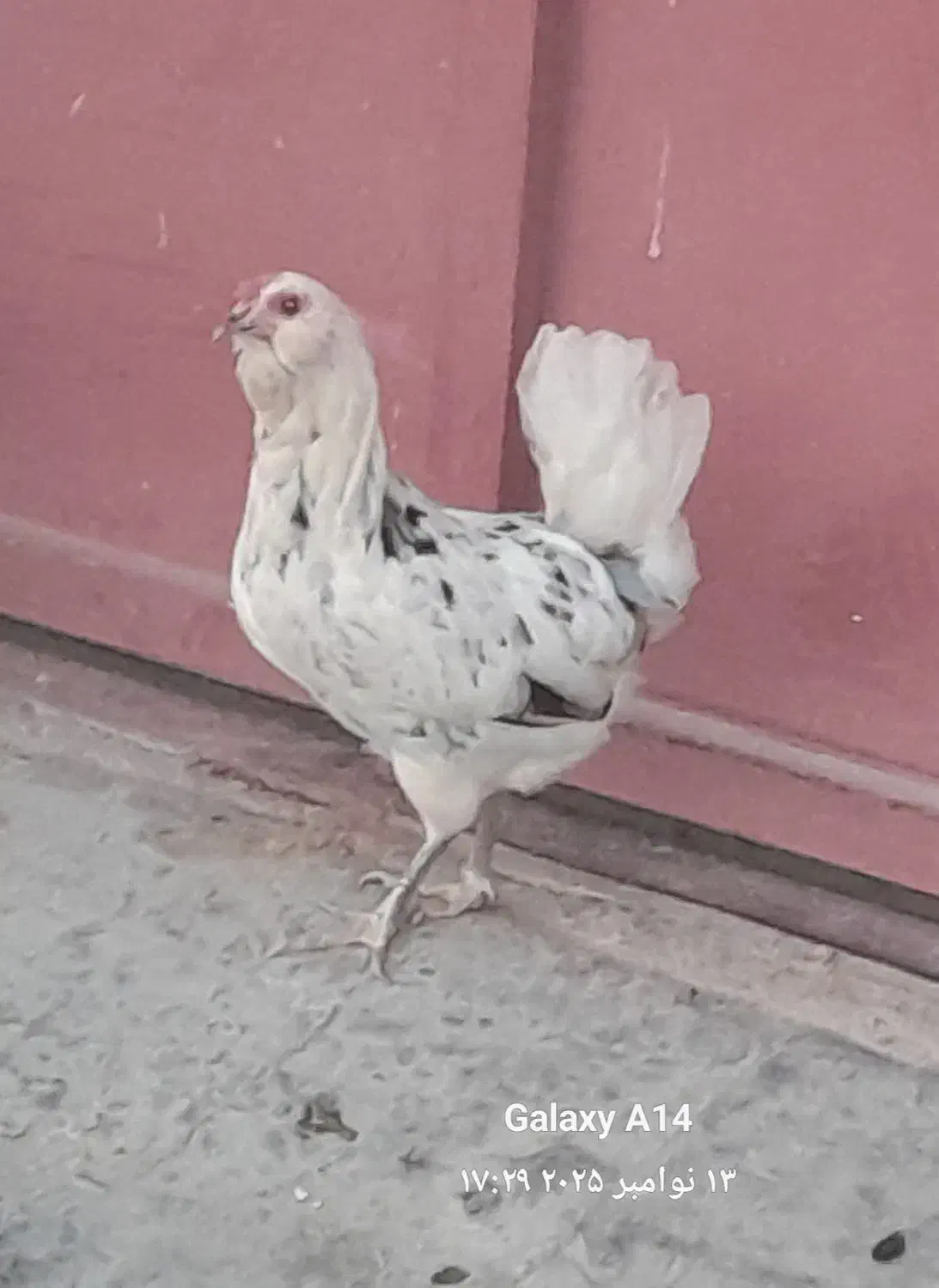 مرغ گلین|حیوانات مزرعه|سرپل ذهاب, |دیوار