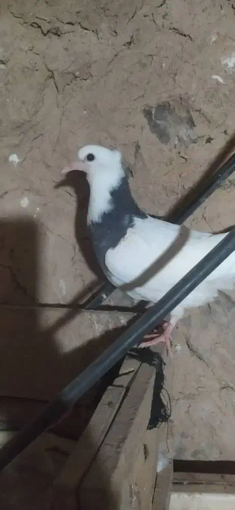 جوجه طوقی|پرنده|ایذه, |دیوار