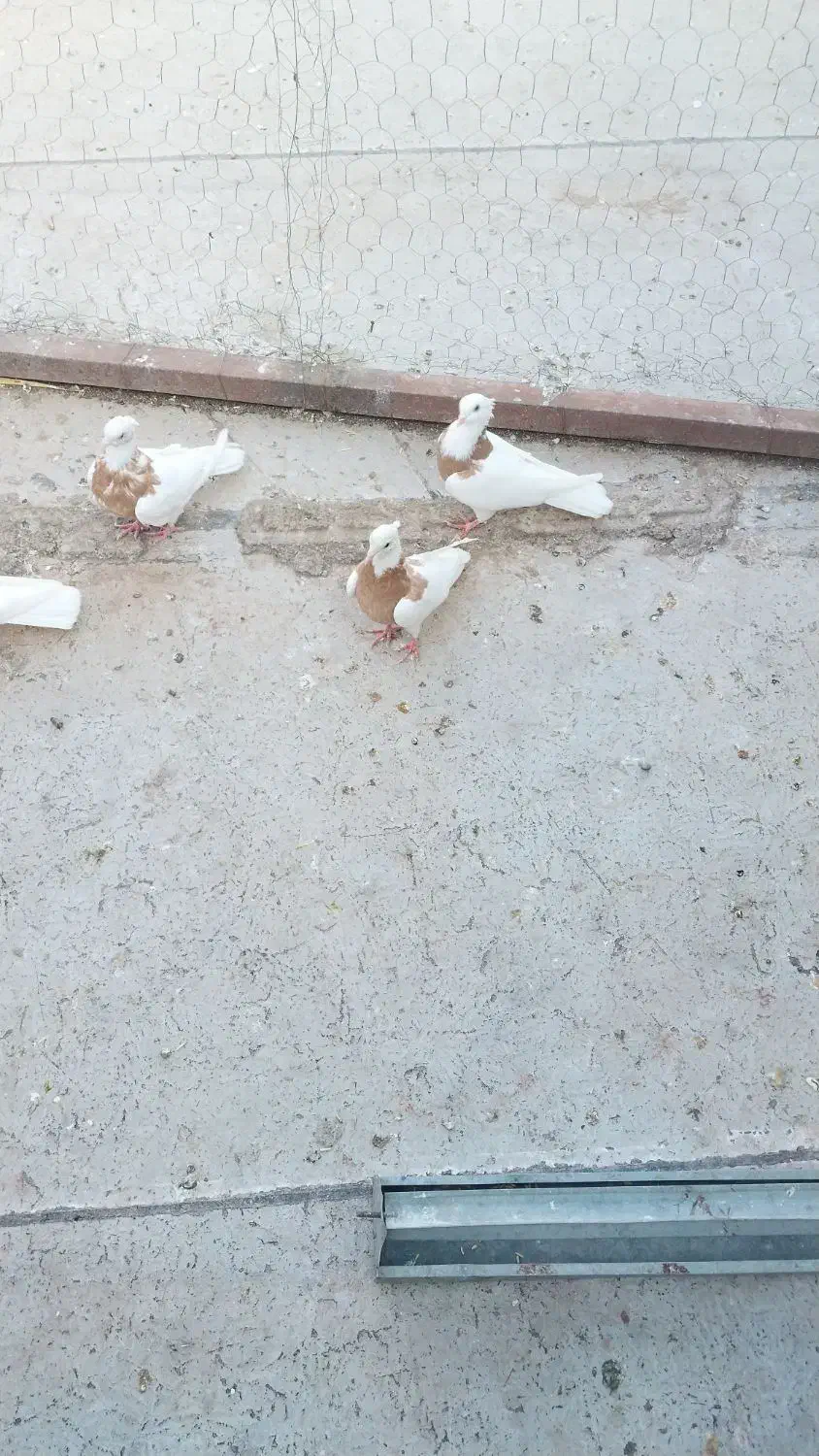 طوقی|پرنده|خواجه, |دیوار