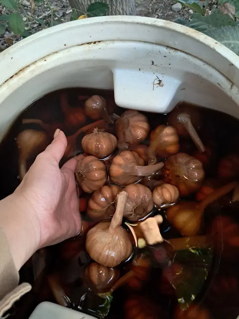 سیرترشی ۴ ساله|عمده‌فروشی|طارم (زنجان), |دیوار