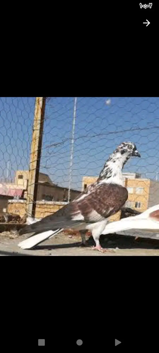 کفتر|پرنده|تهران, یاخجی آباد|دیوار