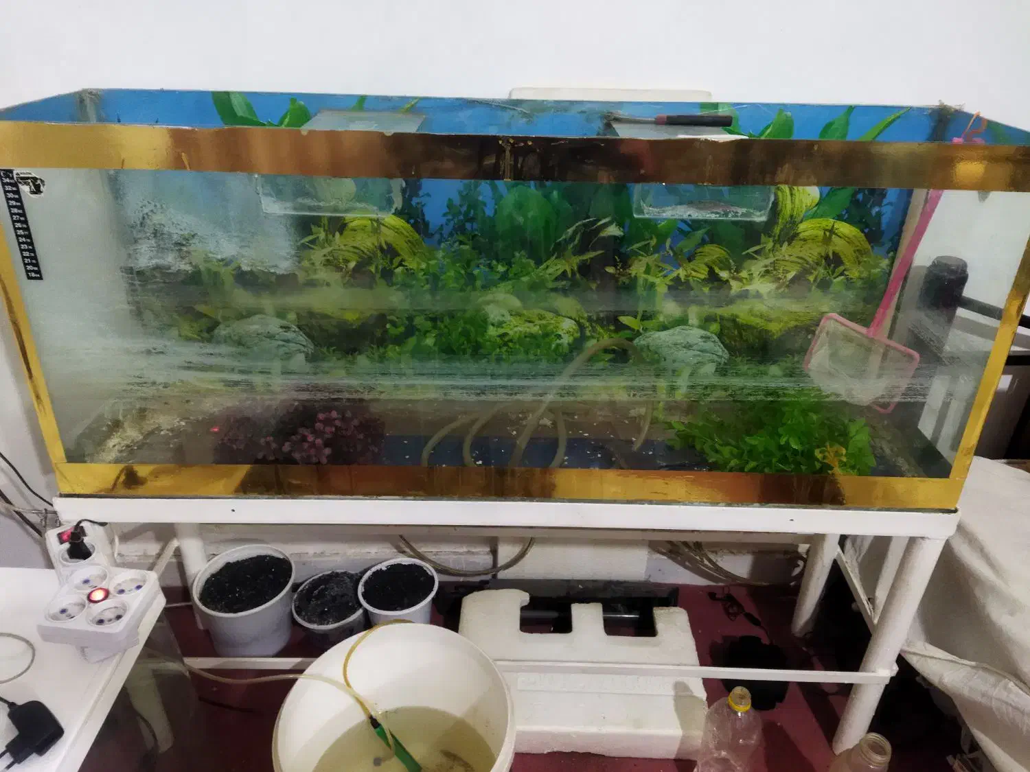 آکواریوم|ماهی|مشهد, رضاشهر|دیوار