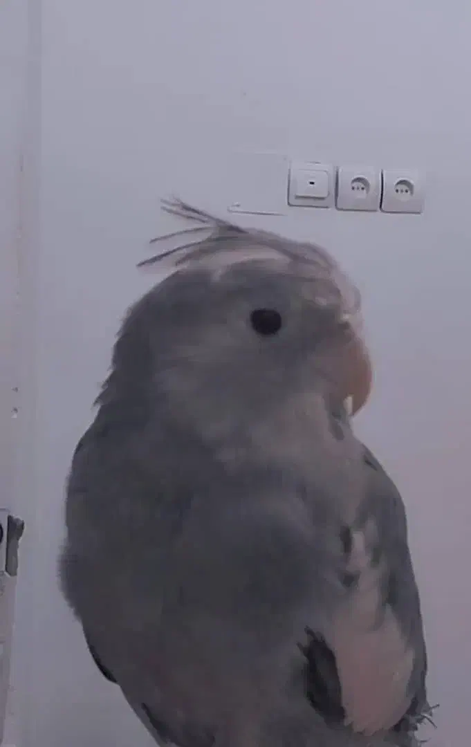 عروس هلندی گمشده|حیوانات|جم, |دیوار