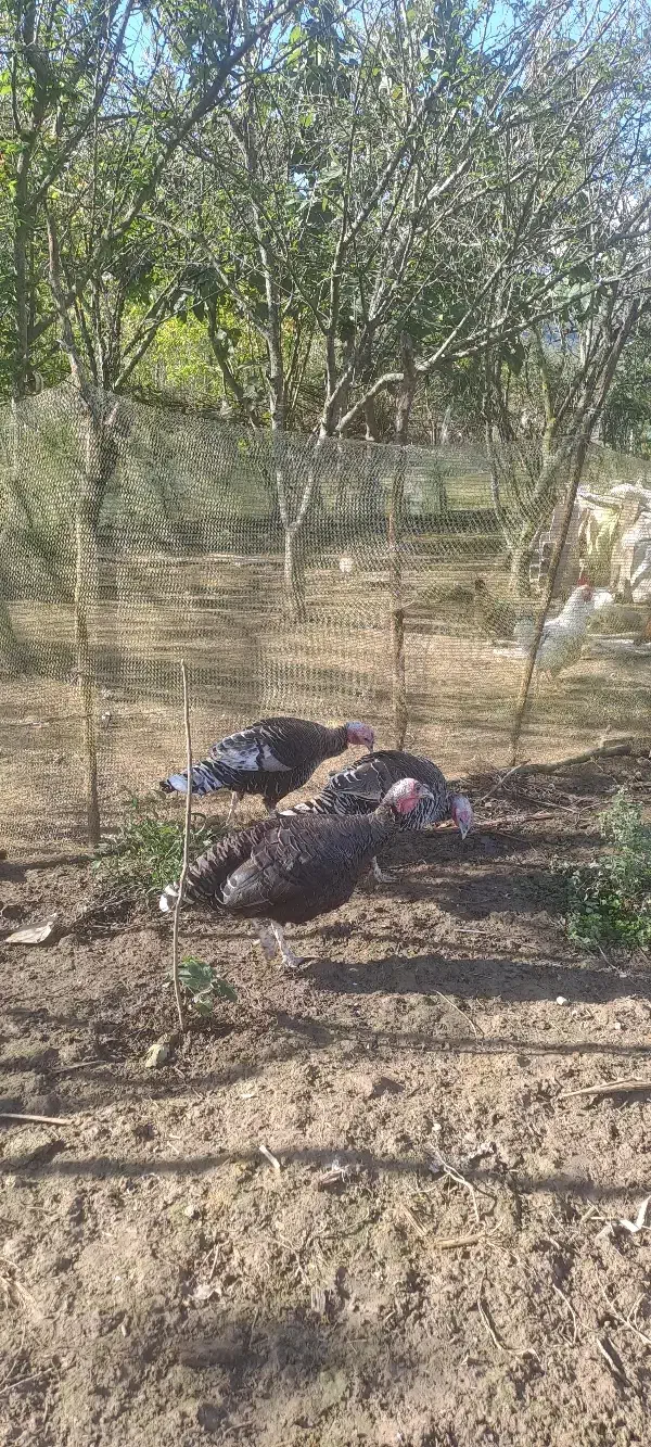 بوقلمون زنده|حیوانات مزرعه|رضوانشهر, |دیوار