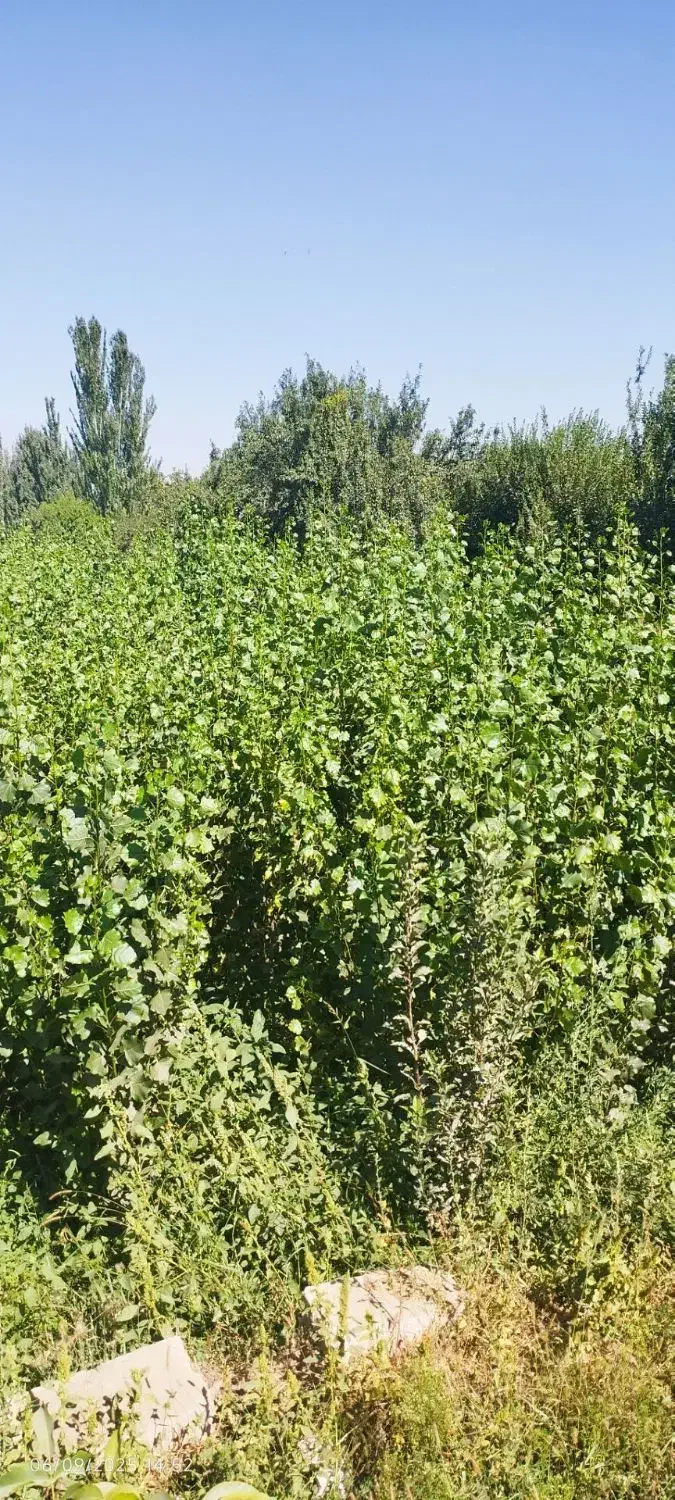 فروش نهال هر نوع موجود است|حراج|چهاردانگه (تهران), |دیوار