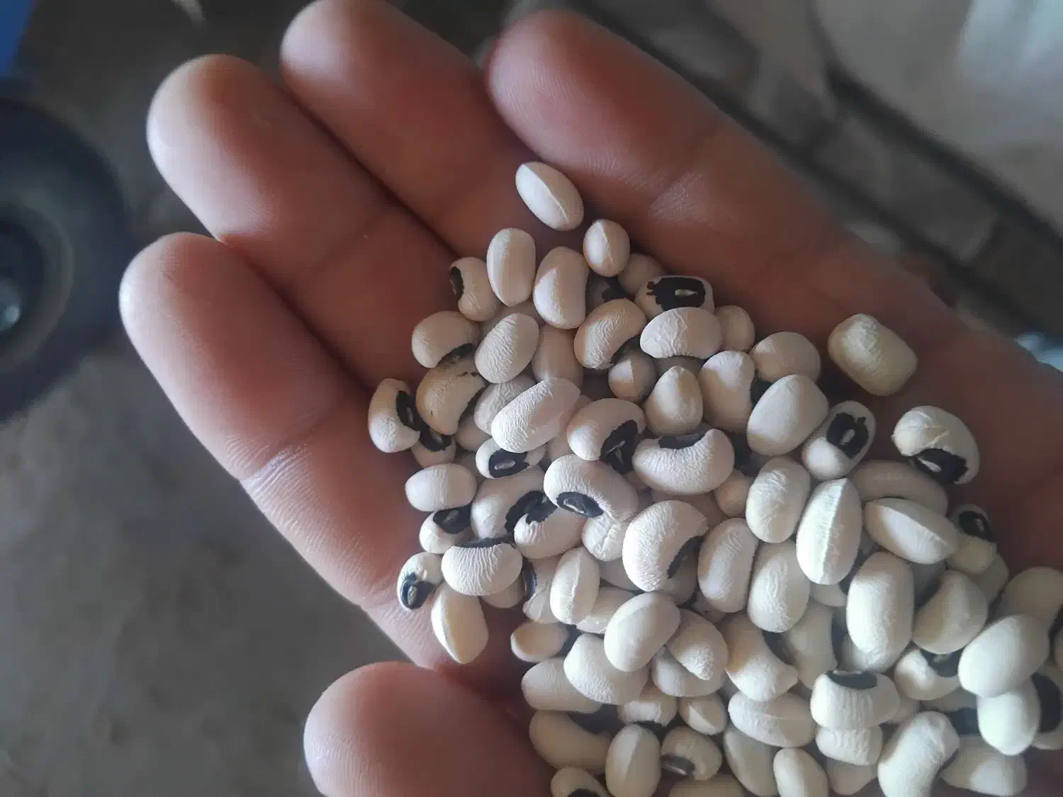 لوبیا|خوردنی و آشامیدنی|حمیدیه, |دیوار