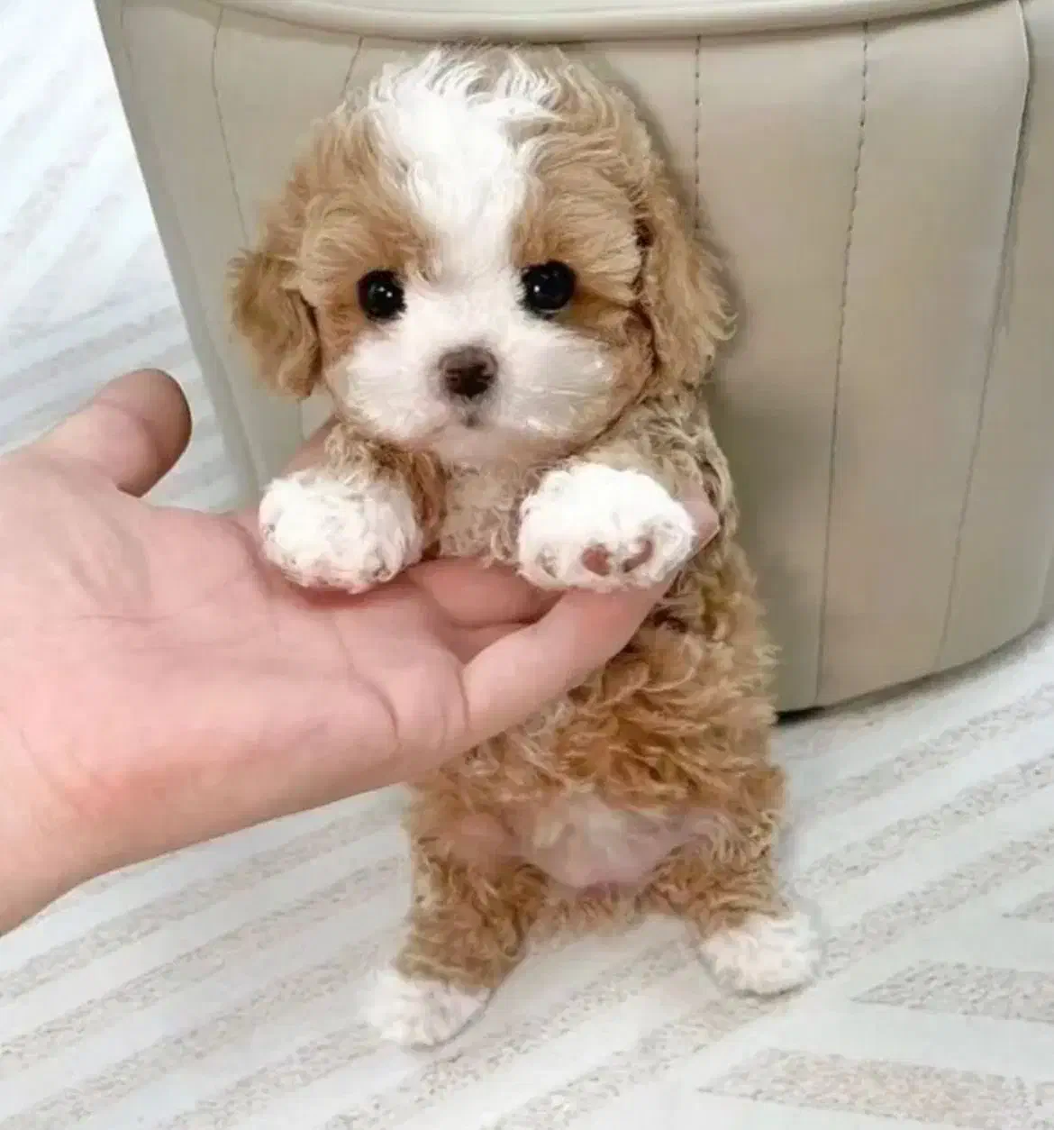 پودل|سگ|تهران, شهرک آزمایش|دیوار