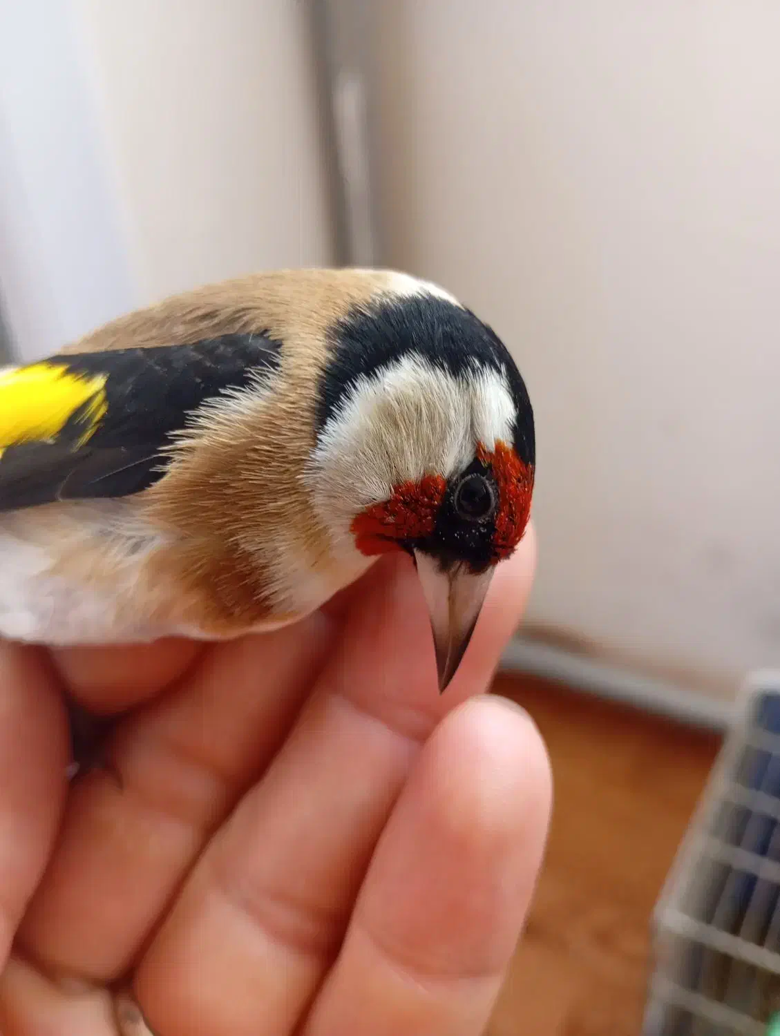 سهره|پرنده|تبریز, |دیوار