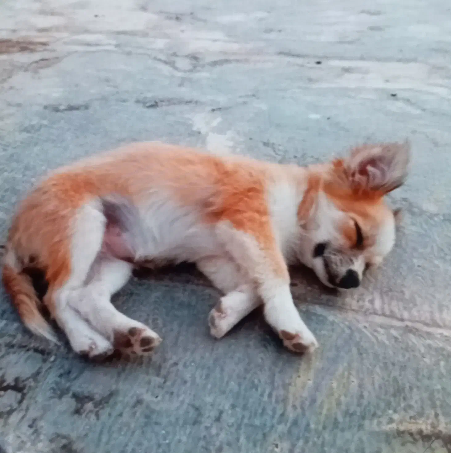 فروشی سگ ماده فوری|سگ|مرودشت, فاز دوم شهرک فرهنگیان|دیوار