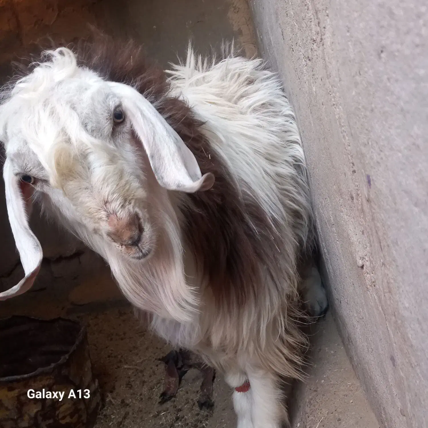 بز نر|حیوانات مزرعه|جزنیک, |دیوار