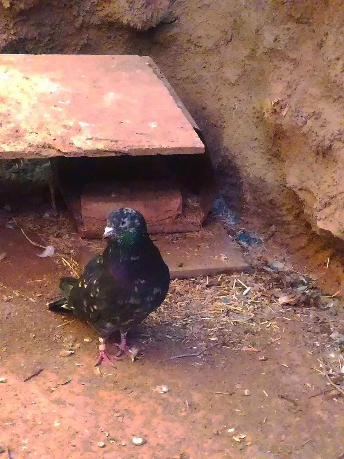 کاکلی پاپر|حیوانات|محلات, |دیوار