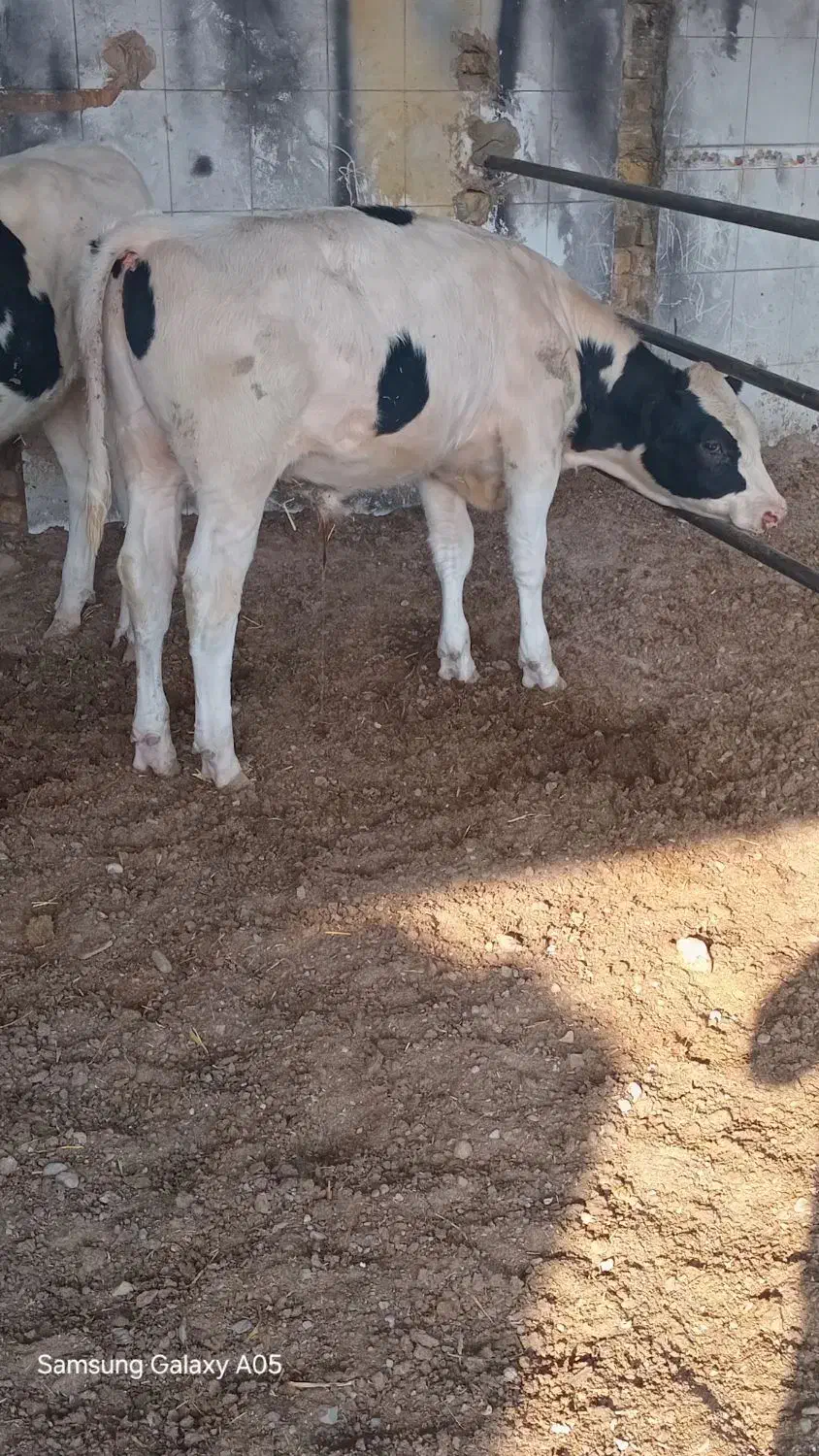 جوانه گوساله نر نره گاو|حیوانات مزرعه|تربت جام, معدآباد|دیوار