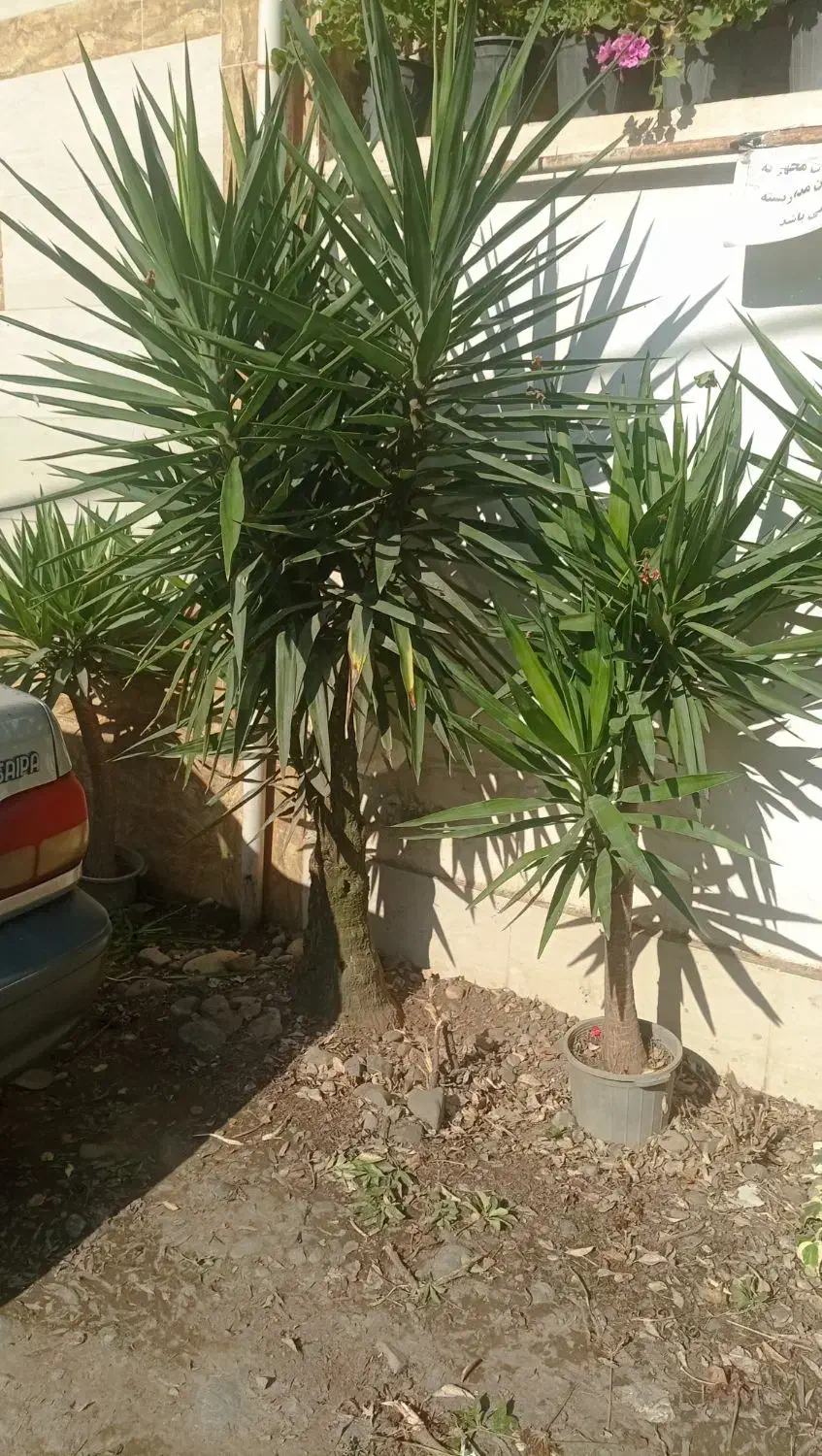 پالم ، یوکا ، یاس هلندی ، بابا آدم ، کاج ابلق|گل و گیاه طبیعی|اطاقور, |دیوار