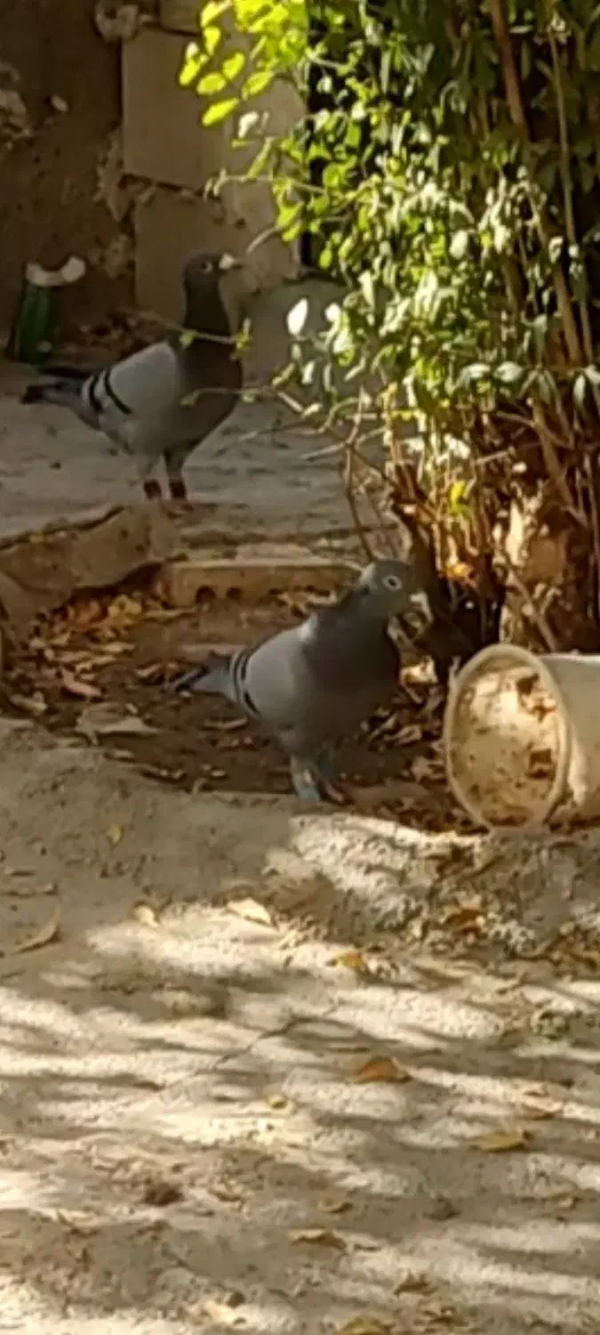 کبوتر گمشده|حیوانات|بجنورد, |دیوار