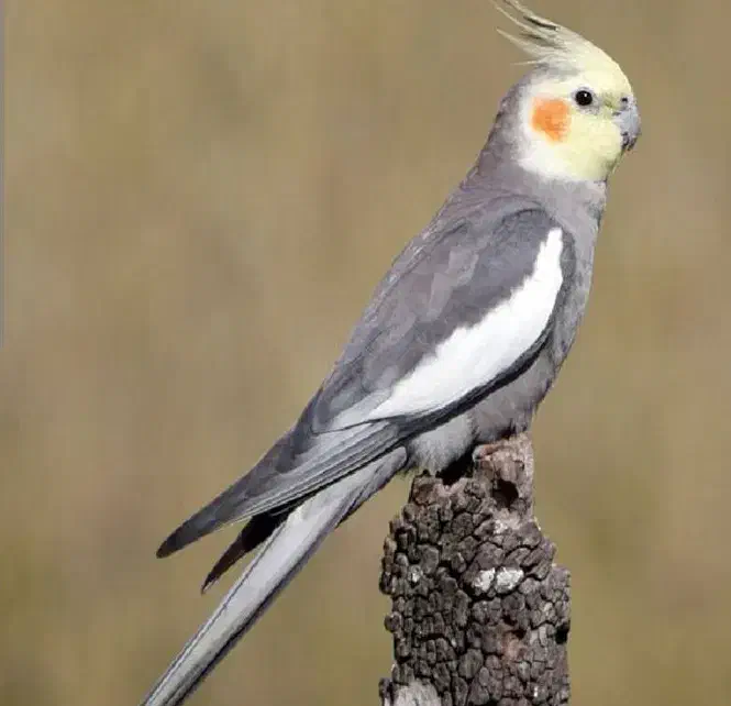 عروس هلندی نر بالغ|پرنده|رشت, کوی جام جم|دیوار