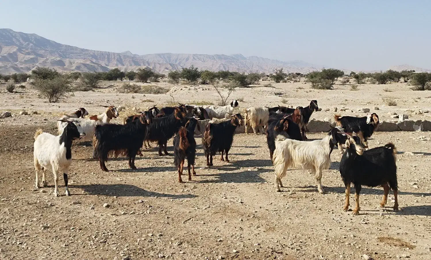 بز ترکی|حیوانات مزرعه|فراشبند, |دیوار