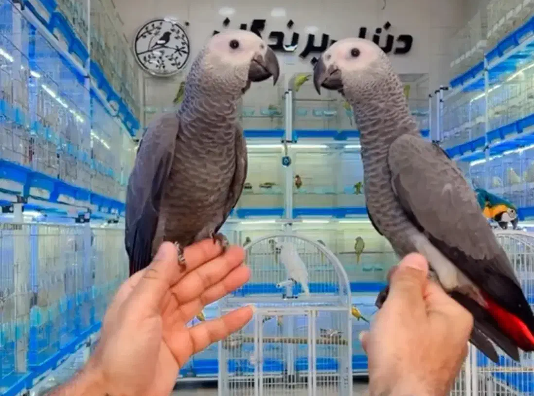 دنیای پرندگان|پرنده|شیراز, لب آب|دیوار